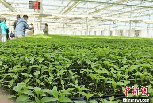 甘肃酒泉引进20余项以色列新型农业技术 精育 甘味 农特产